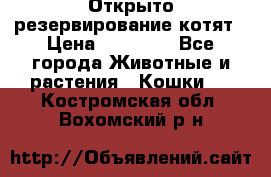 Открыто резервирование котят › Цена ­ 15 000 - Все города Животные и растения » Кошки   . Костромская обл.,Вохомский р-н